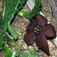 Rhytidocaulon