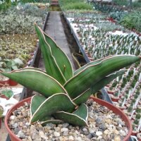 Sansevieria