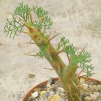 Sarcocaulon