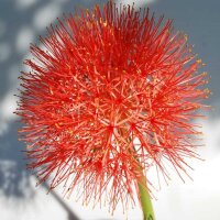 Scadoxus