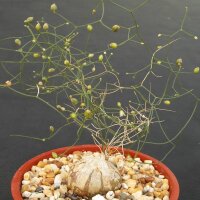 Schizobasis