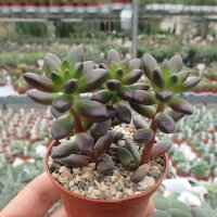 Sedeveria