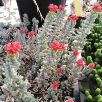 Sedum