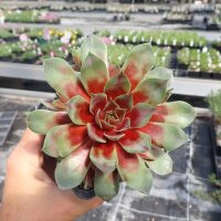 Sempervivum