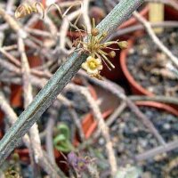 Seyrigia