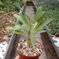 Sesamothamnus