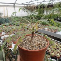 Sonchus