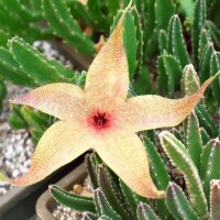 Stapelia