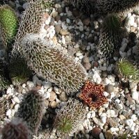 Stapelianthus