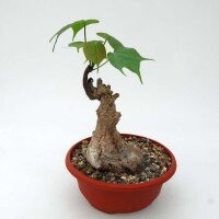 Sterculia