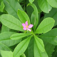 Talinum