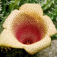 Tavaresia