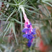Tillandsia