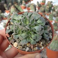 Titanopsis