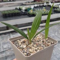 Trachycarpus