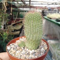 Trichocaulon