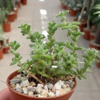 Trichodiadema
