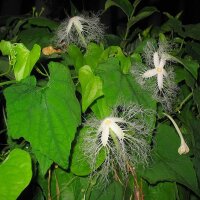 Trichosanthes