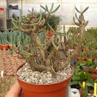 Tylecodon
