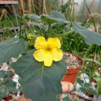 Uncarina