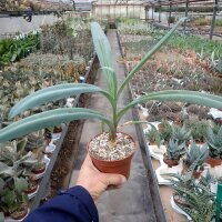 Veltheimia