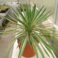 Yucca