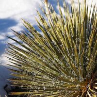 Yucca-Hybr.