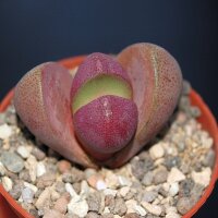 Pleiospilos