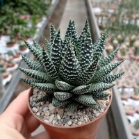 Haworthia