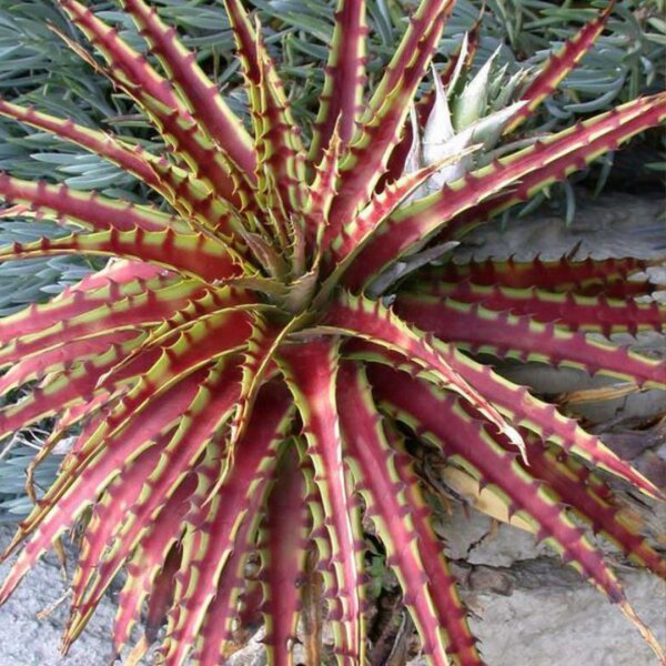 Hechtia Roots Hechtia