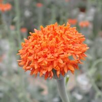 Senecio