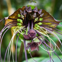 Tacca