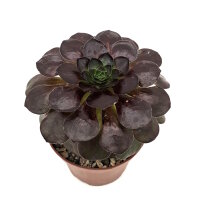 Semponium