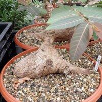 Phyllanthus