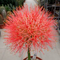 Scadoxus