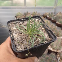 Talinum