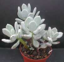 Pachyveria