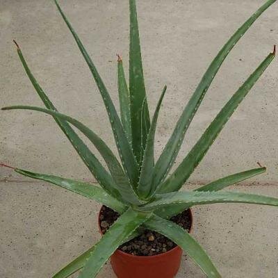 Heilaloe - Heilaloe | Aloe vera und Aloe arborescens