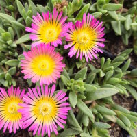 Delosperma cv. Hellgirl (dw)