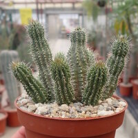 Tavaresia barklyi