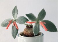 Sinningia micans