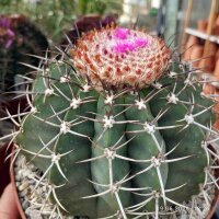 Melocactus glaucescens mit Cephalium CITES