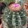 Melocactus glaucescens mit Cephalium CITES