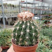 Melocactus maxonii mit Cephalium