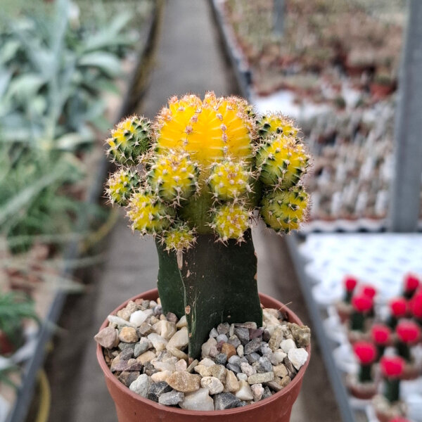 Gymnocalycium mihanovichii cv. Yellow Green Cap gepfr.