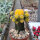 Gymnocalycium mihanovichii cv. Yellow Green Cap gepfr.