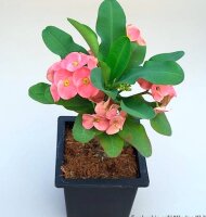 Euphorbia milii Grandiflora-Thai-Hybr. Khulap Khilan