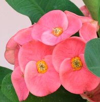 Euphorbia milii Grandiflora-Thai-Hybr. Khulap Khilan