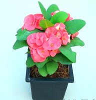 Euphorbia milii Grandiflora-Thai-Hybr. New Red