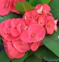 Euphorbia milii Grandiflora-Thai-Hybr. New Red